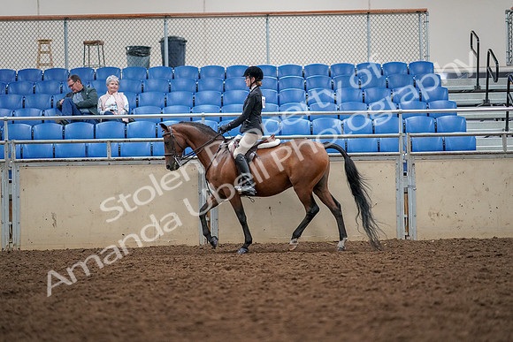 2019 Morgan Horse Show - Aug 30, 2019 - 23158