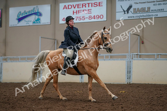 2019 Morgan Horse Show - Aug 30, 2019 - 22528
