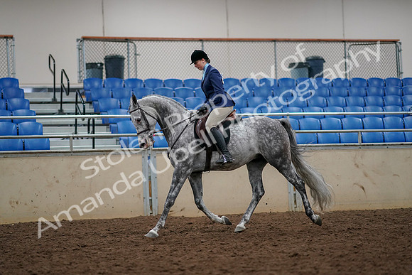 2019 Morgan Horse Show - Aug 30, 2019 - 22269