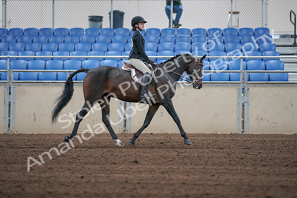 2019 Morgan Horse Show - Sept 01, 2019 - 03950