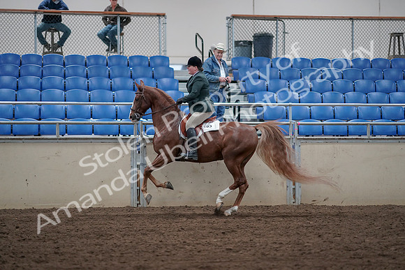 2019 Morgan Horse Show - Sept 01, 2019 - 12326