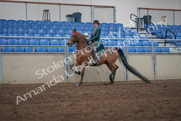 2019 Morgan Horse Show - Sept 01, 2019 - 13211