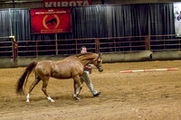 Class 18 - Arabian Sport Horse Geldings In-Hand