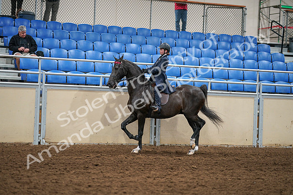 2020 - AB Morgan Horse - Fri, Sept 04 - 02982