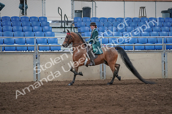 2019 Morgan Horse Show - Sept 01, 2019 - 13179