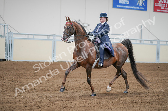 2020 - AB Morgan Horse - Fri, Sept 04 - 08213