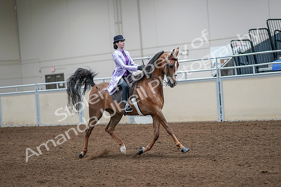 2020 - AB Morgan Horse - Fri, Sept 04 - 05166
