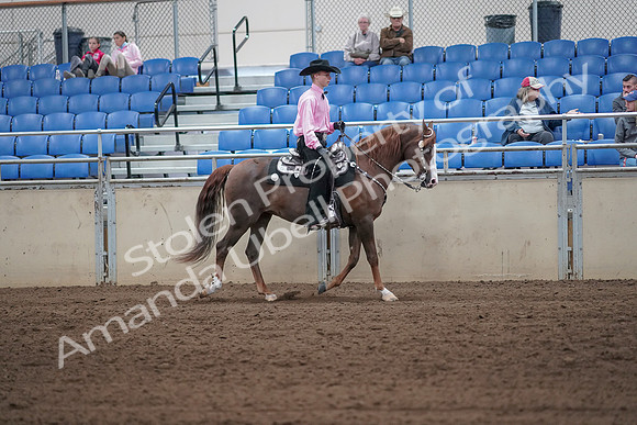 2019 Morgan Horse Show - Sept 01, 2019 - 07152