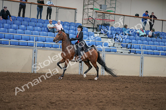 2020 - AB Morgan Horse - Sat, Sept 05 - 06732
