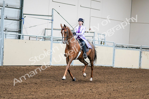 2020 - AB Morgan Horse - Fri, Sept 04 - 04993