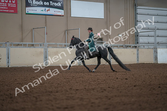 2019 Morgan Horse Show - Aug 30, 2019 - 15426