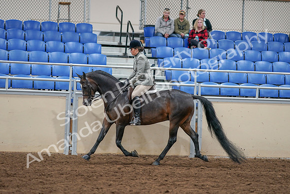 2020 - AB Morgan Horse - Sat, Sept 05 - 14342