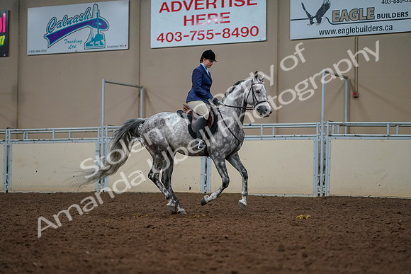 2019 Morgan Horse Show - Aug 30, 2019 - 22519
