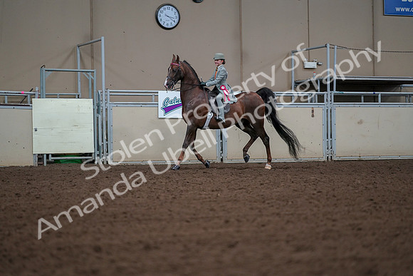 2019 Morgan Horse Show - Aug 30, 2019 - 18222