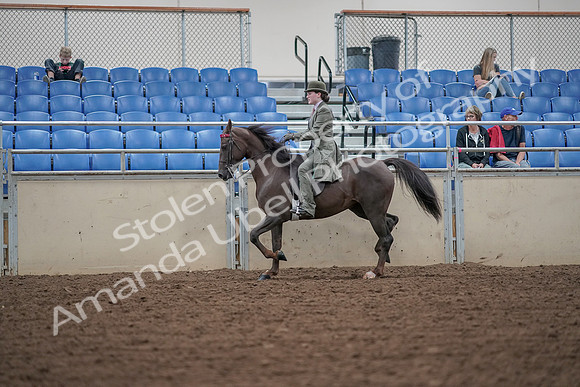 2019 Morgan Horse Show - Aug 30, 2019 - 15525