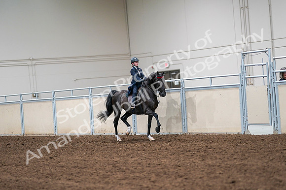 2020 - AB Morgan Horse - Fri, Sept 04 - 03115