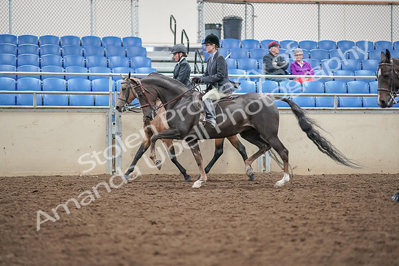 2019 Morgan Horse Show - Aug 30, 2019 - 20223