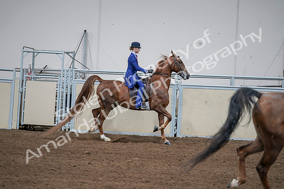 2020 - AB Morgan Horse - Fri, Sept 04 - 05148
