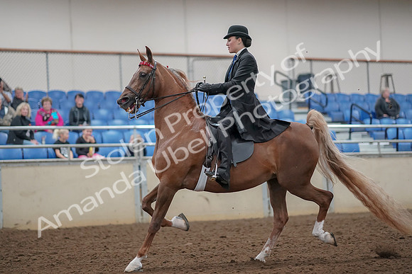2019 Morgan Horse Show - Aug 30, 2019 - 24986
