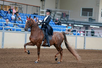 2020 - AB Morgan Horse - Fri, Sept 04 - 06241