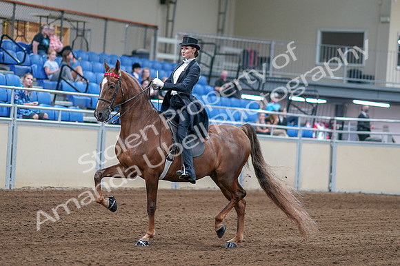 2020 - AB Morgan Horse - Fri, Sept 04 - 06241
