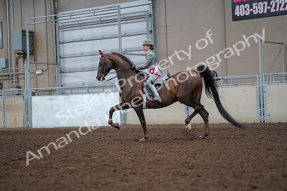 2019 Morgan Horse Show - Aug 30, 2019 - 18275