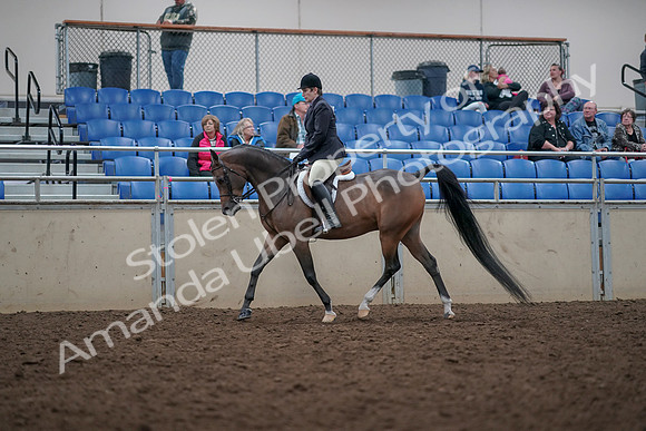 2019 Morgan Horse Show - Aug 31, 2019 - 15928
