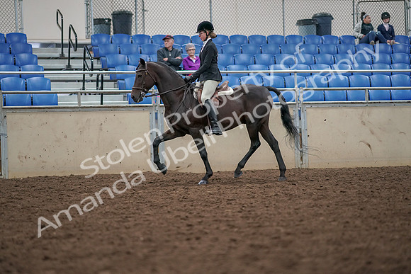 2019 Morgan Horse Show - Aug 30, 2019 - 20328