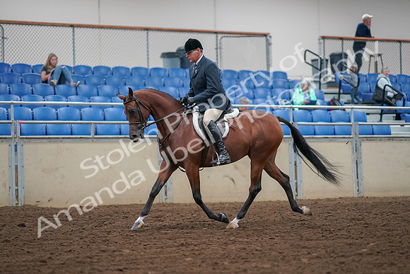 2019 Morgan Horse Show - Aug 30, 2019 - 16117