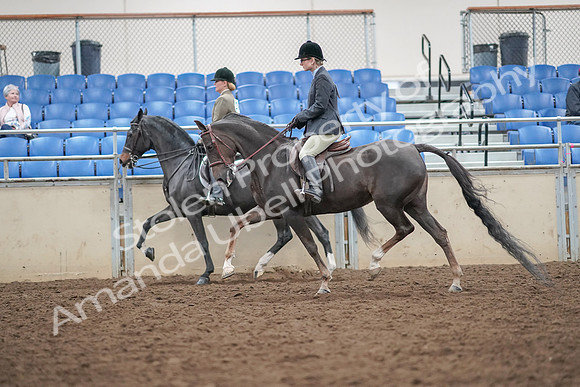 2019 Morgan Horse Show - Aug 30, 2019 - 20075