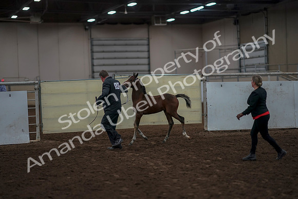 2019 Morgan Horse Show - Aug 31, 2019 - 00406