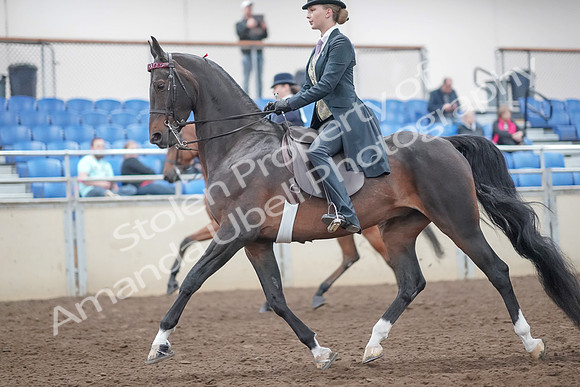 2019 Morgan Horse Show - Aug 31, 2019 - 08485
