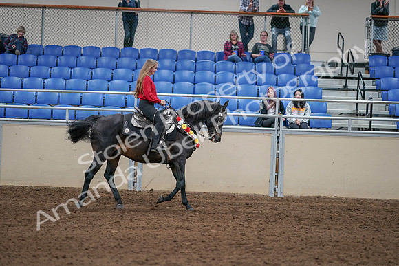 2020 - AB Morgan Horse - Sat, Sept 05 - 10539