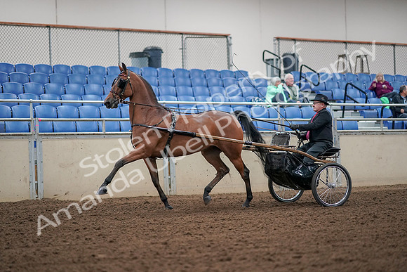 2019 Morgan Horse Show - Aug 30, 2019 - 13183