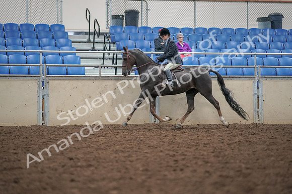 2019 Morgan Horse Show - Aug 30, 2019 - 20421