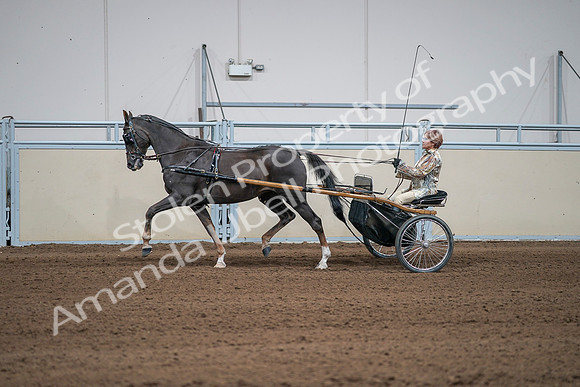 2020 - AB Morgan Horse - Sat, Sept 05 - 05889