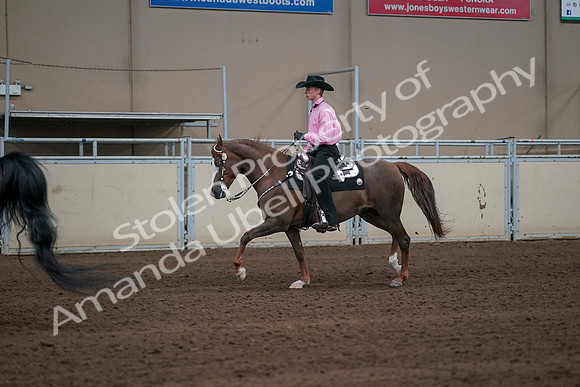 2019 Morgan Horse Show - Sept 01, 2019 - 06993