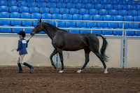2020 - AB Morgan Horse - Fri, Sept 04 - 00734