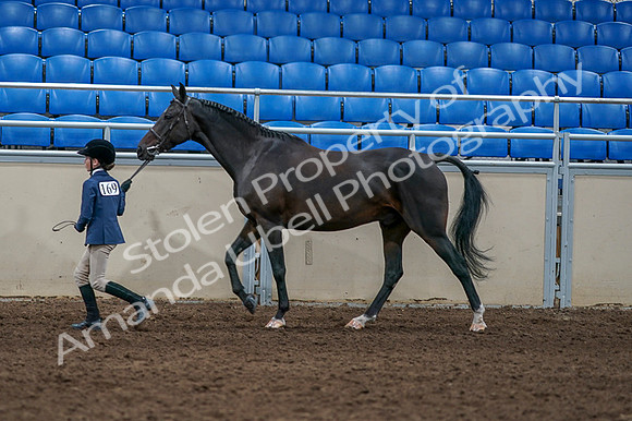 2020 - AB Morgan Horse - Fri, Sept 04 - 00734