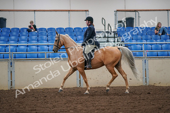2019 Morgan Horse Show - Aug 30, 2019 - 16083