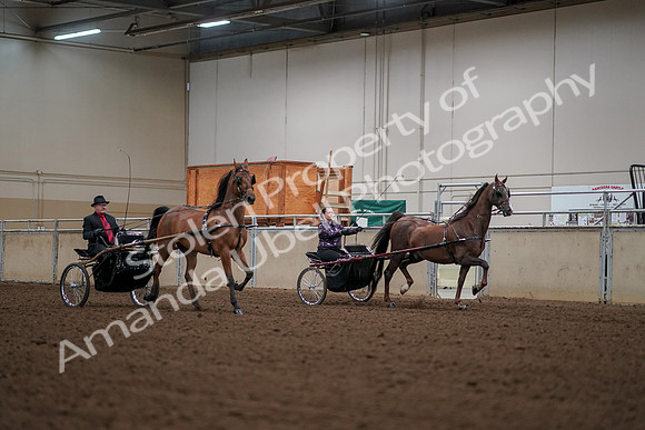 2019 Morgan Horse Show - Aug 30, 2019 - 13395