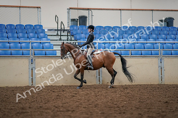 2019 Morgan Horse Show - Aug 30, 2019 - 23352