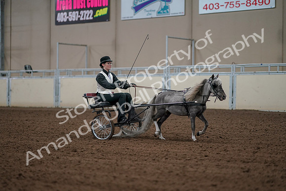 2019 Morgan Horse Show - Aug 30, 2019 - 13407