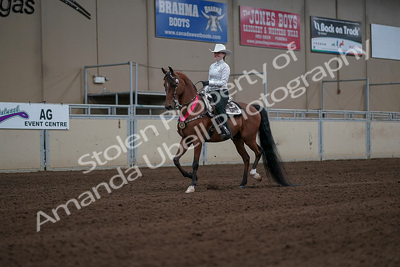 2019 Morgan Horse Show - Sept 01, 2019 - 07335