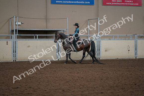 2019 Morgan Horse Show - Aug 30, 2019 - 26119