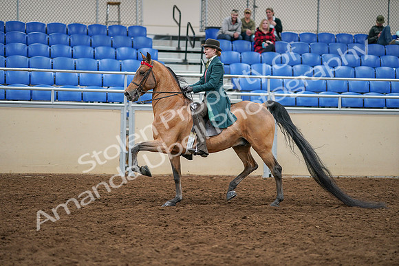 2020 - AB Morgan Horse - Sat, Sept 05 - 13778