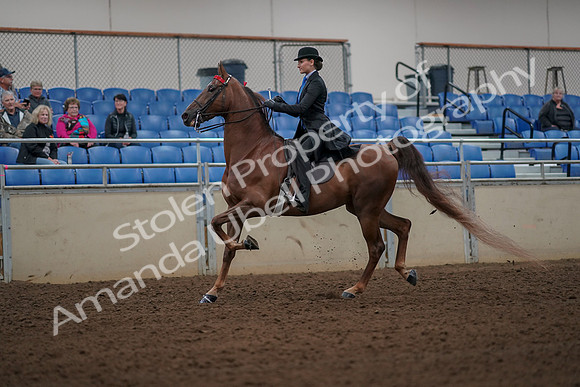 2019 Morgan Horse Show - Aug 30, 2019 - 25125