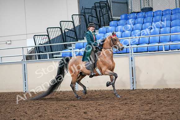 2020 - AB Morgan Horse - Sat, Sept 05 - 14026