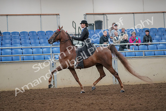 2019 Morgan Horse Show - Aug 30, 2019 - 25140
