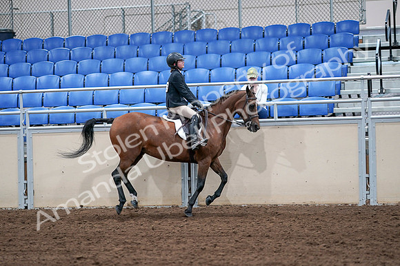 2020 - AB Morgan Horse - Fri, Sept 04 - 02128